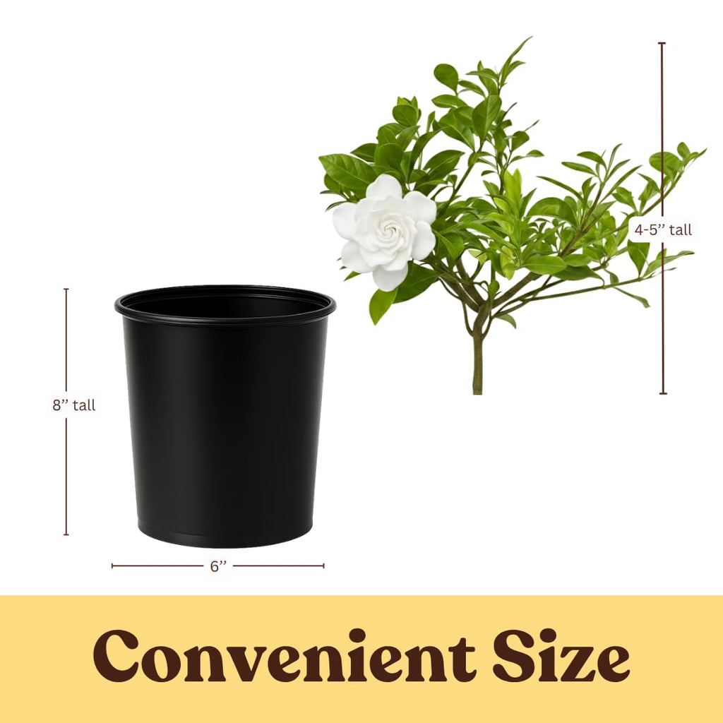White Fragrant Gardenia Live Shrub 1-Gallon P370976