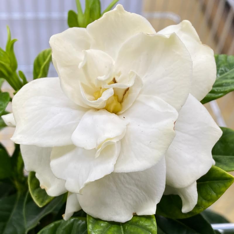 White Flower Gardenia Live Plant in 4 Inch Pot Z967245