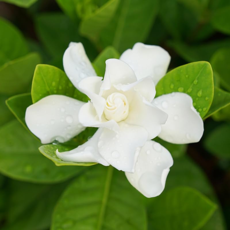 White Flower Gardenia Live Plant in 4 Inch Pot Z967245