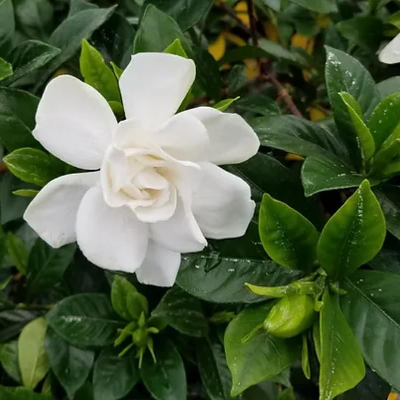 White Flower Gardenia Live Plant in 4 Inch Pot Z967245