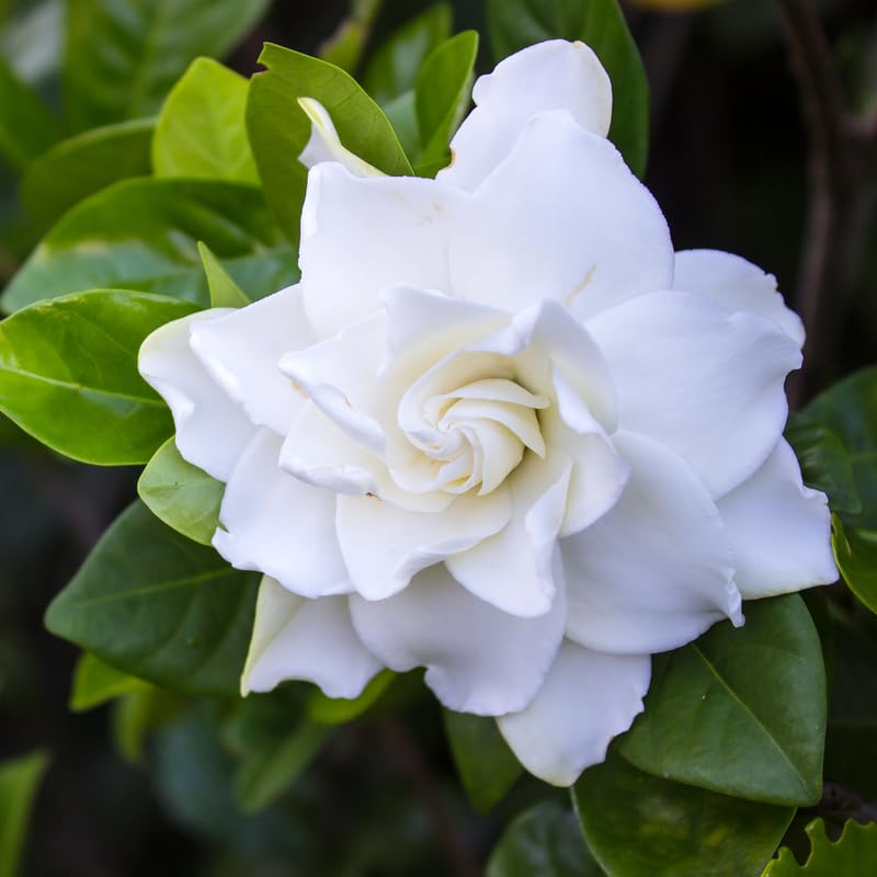 White Flower Gardenia Live Plant in 4 Inch Pot Z967245