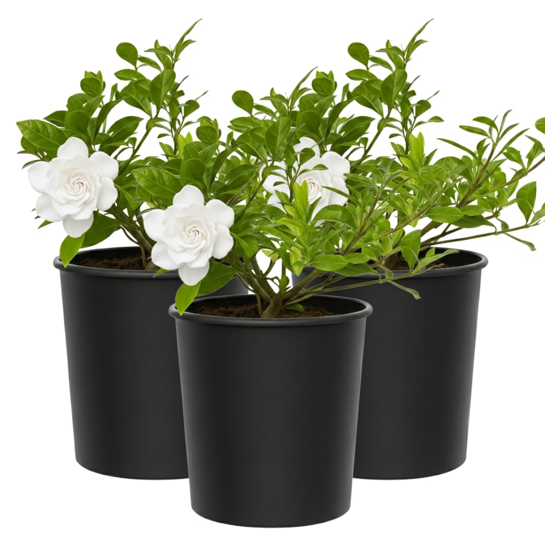 White Fragrant Gardenia Live Shrub 1-Gallon P370976