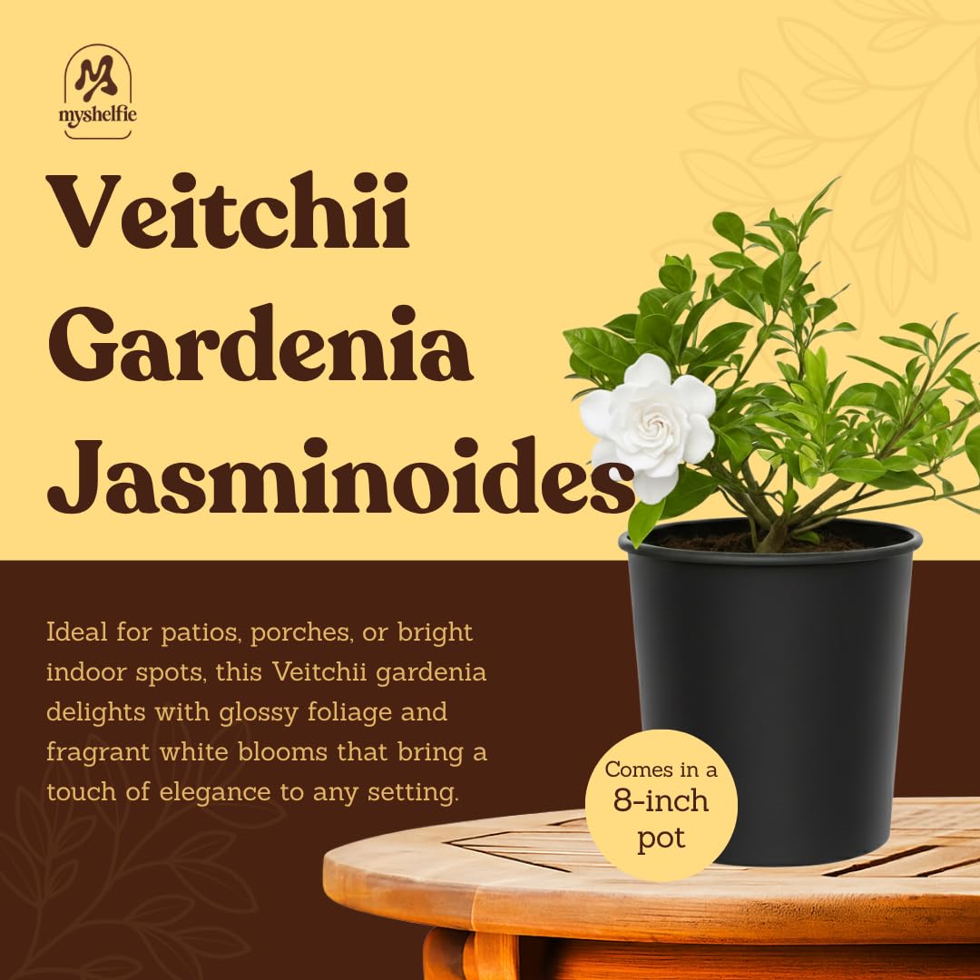 White Fragrant Gardenia Live Shrub 1-Gallon P370976
