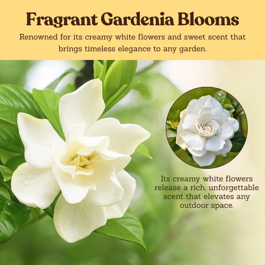 White Fragrant Gardenia Live Shrub 1-Gallon P370976