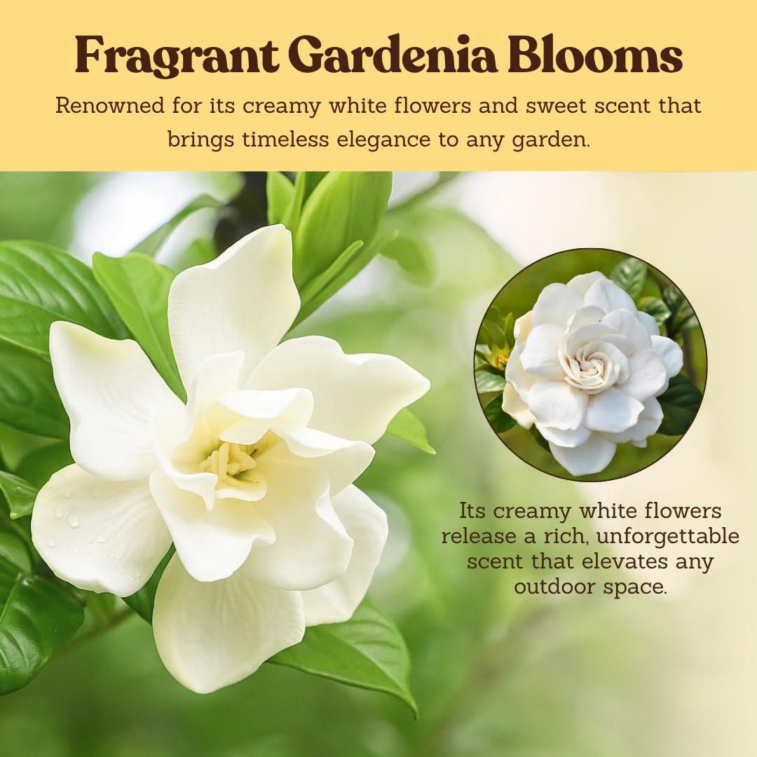 White Fragrant Gardenia Live Shrub 1-Gallon P370976