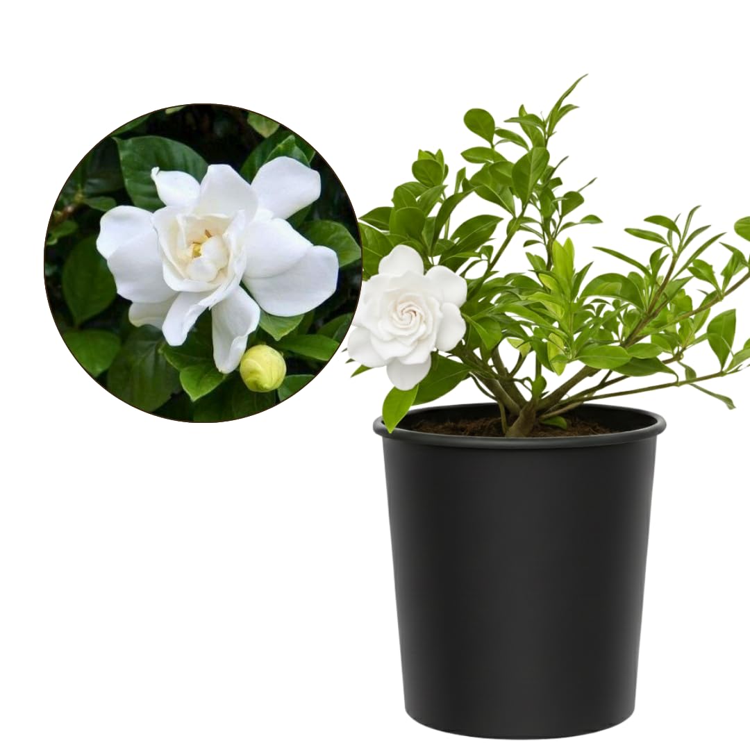 White Fragrant Gardenia Live Shrub 1-Gallon P370976