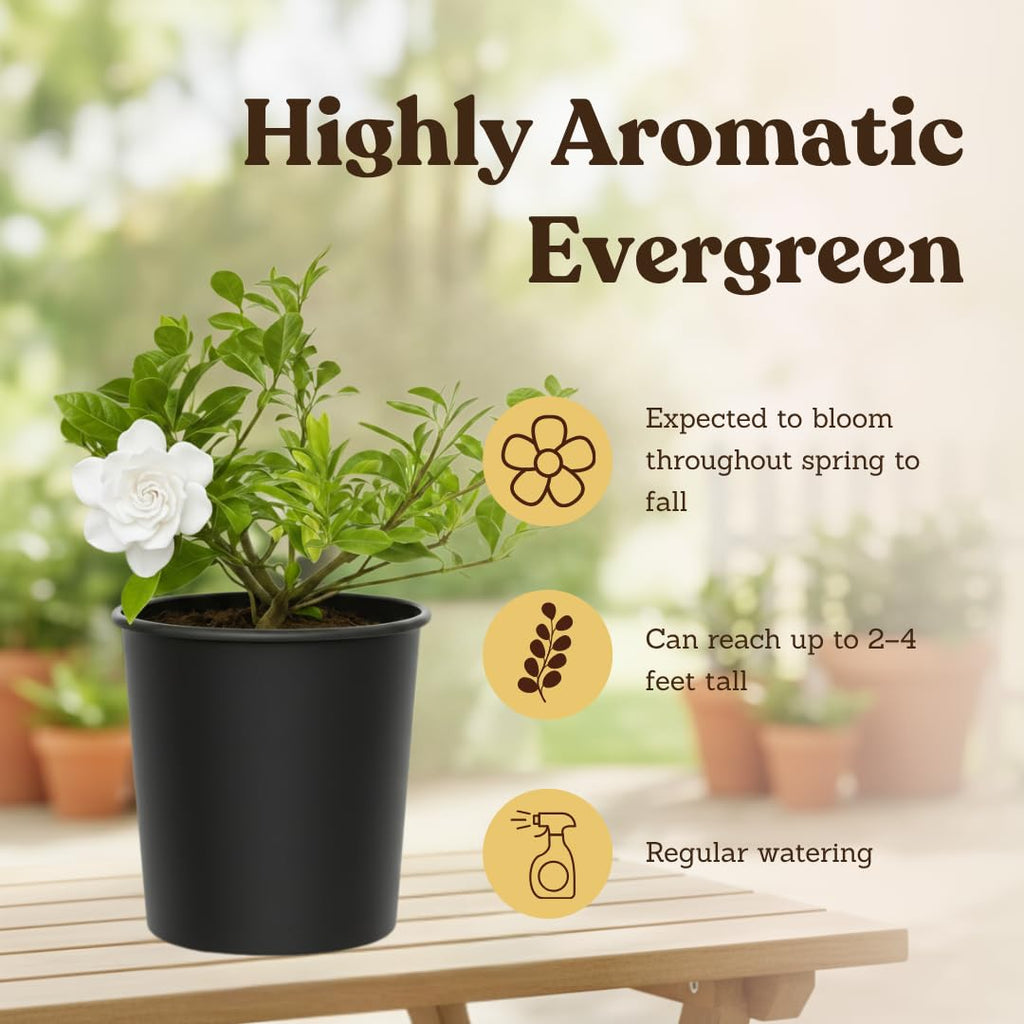 White Fragrant Gardenia Live Shrub 1-Gallon P370976