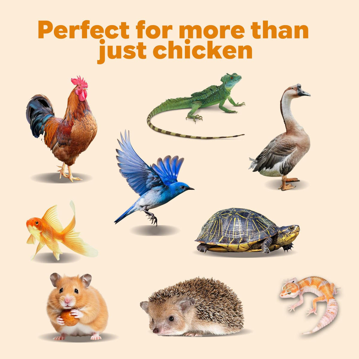Dried Mealworms High Protein Birds Treat B172920
