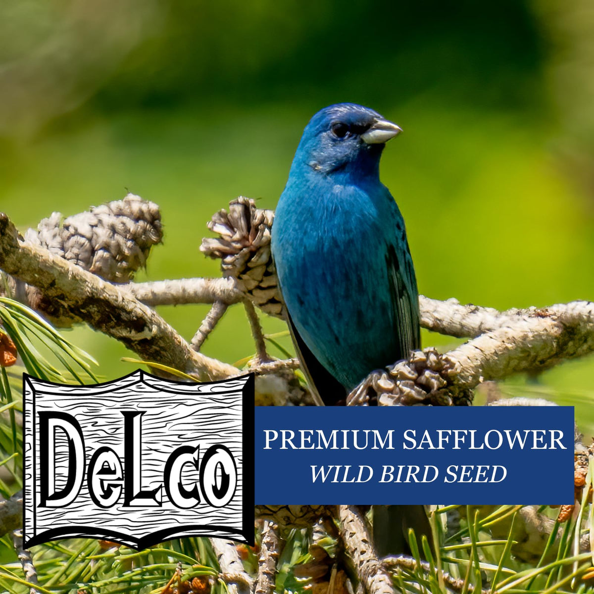 Safflower Wild Bird Seed 20 lb Bag P883